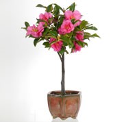 Bonsai Camlia 5 anos
